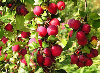 Выращивание райских яблочек